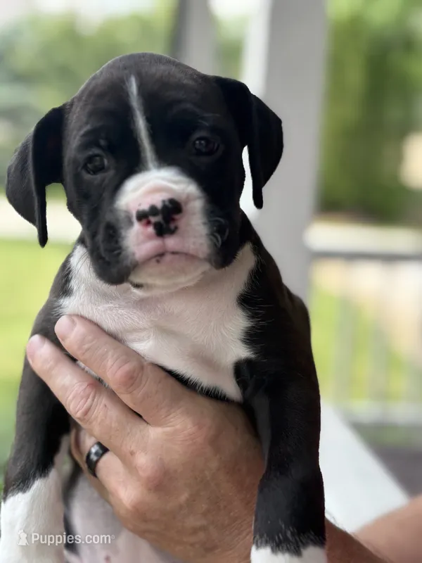 Kinney - AKC – Boxer puppy for sale in Rushville, IN