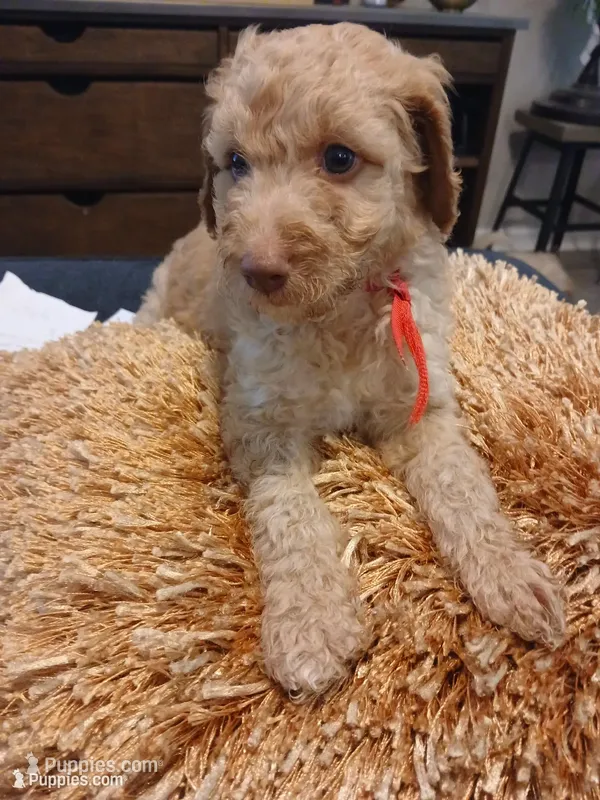 Red – Goldendoodle, Poodle - Standard  puppy for sale in Knightdale, NC