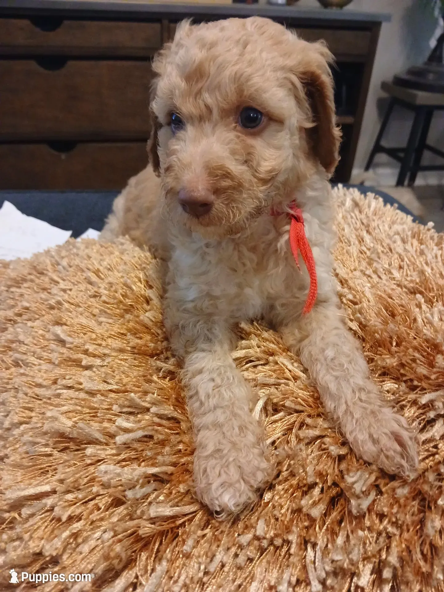 Red, a male Goldendoodle and Poodle - Standard  for sale in Knightdale, NC – 1 of 5