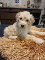 Pink, a female Goldendoodle and Poodle - Standard  for sale in Knightdale, NC – 4 of 6