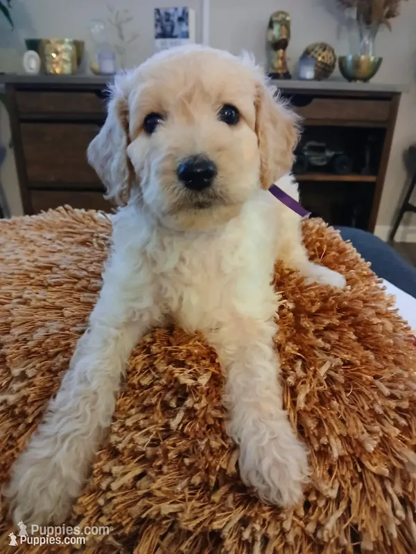 Purple – Goldendoodle, Poodle - Standard  puppy for sale in Knightdale, NC