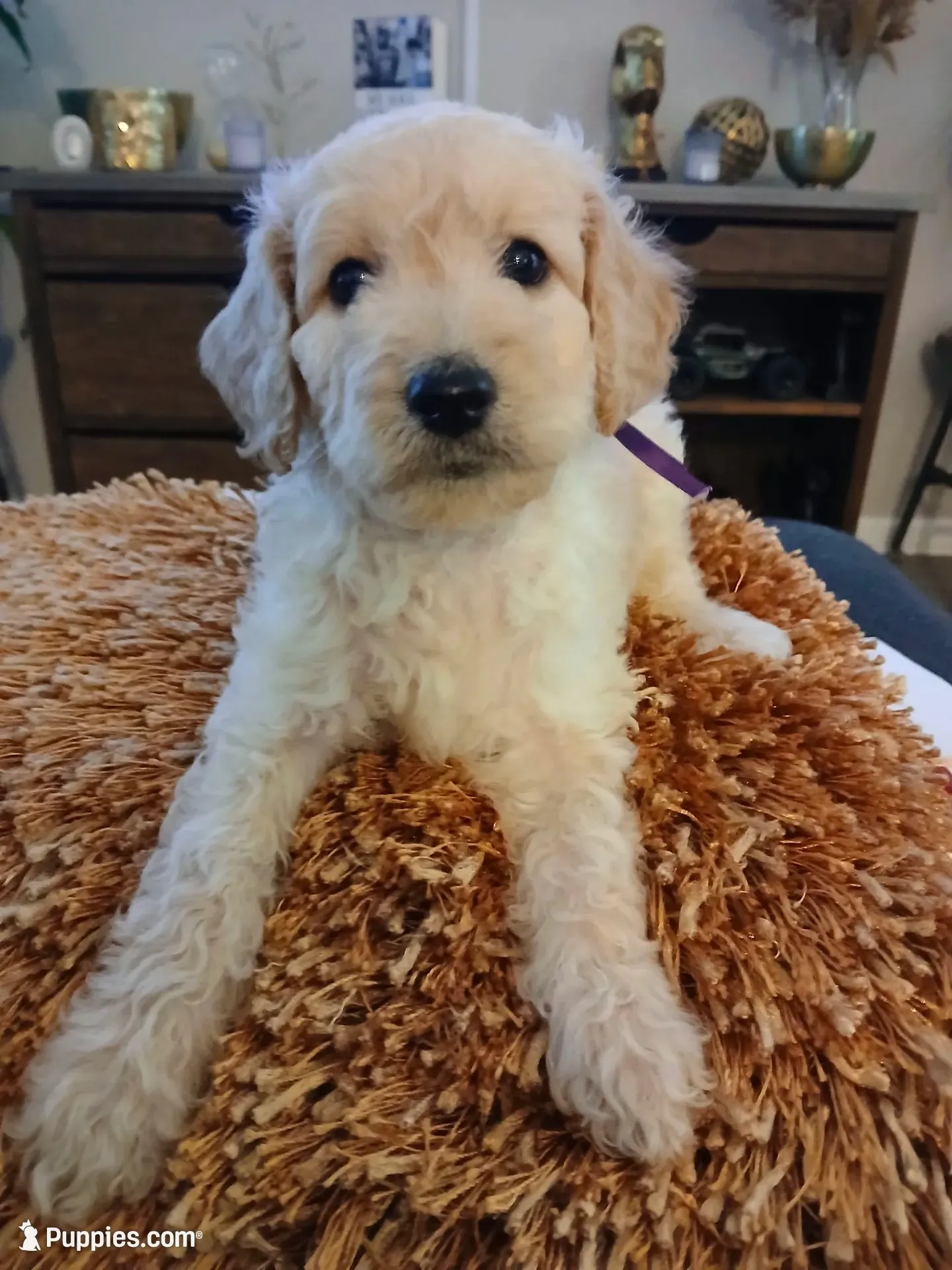 Purple, a male Goldendoodle and Poodle - Standard  for sale in Knightdale, NC – 1 of 5
