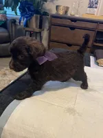 Saturday , a female Goldendoodle and Labradoodle for sale in Knightdale, NC – 5 of 7
