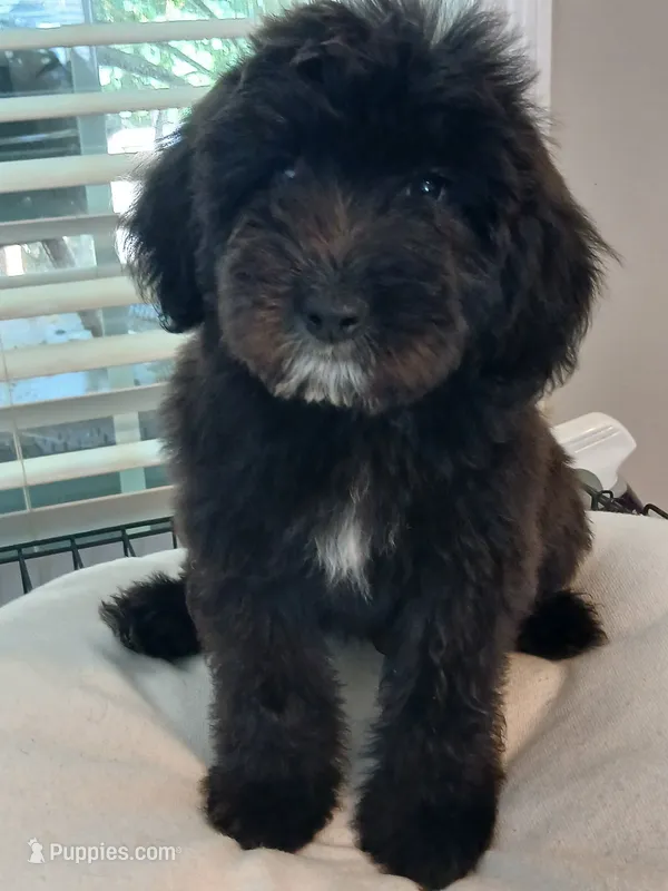 BLUE – Goldendoodle, Labradoodle puppy for sale in Knightdale, NC