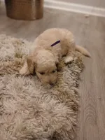 Purple, a male Goldendoodle and Poodle - Standard  for sale in Knightdale, NC – 5 of 5