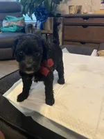 Monday, a female Goldendoodle and Labradoodle for sale in Knightdale, NC – 8 of 9