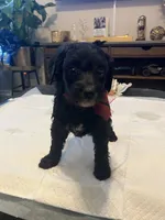 Monday, a female Goldendoodle and Labradoodle for sale in Knightdale, NC – 6 of 9