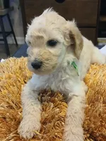 Green, a male Goldendoodle and Poodle - Standard  for sale in Knightdale, NC – 3 of 7