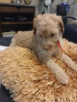Red, a male Goldendoodle and Poodle - Standard  for sale in Knightdale, NC – 2 of 5