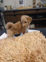 Red, a male Goldendoodle and Poodle - Standard  for sale in Knightdale, NC – 4 of 5