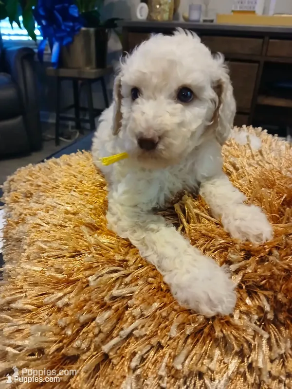 Yellow – Goldendoodle, Poodle - Standard  puppy for sale in Knightdale, NC