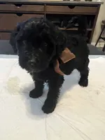 Tuesday, a male Goldendoodle and Labradoodle for sale in Knightdale, NC – 2 of 10