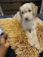 Orange, a male Goldendoodle and Poodle - Standard  for sale in Knightdale, NC – 4 of 6
