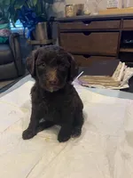Saturday , a female Goldendoodle and Labradoodle for sale in Knightdale, NC – 7 of 7