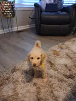 Yellow, a female Goldendoodle and Poodle - Standard  for sale in Knightdale, NC – 4 of 4