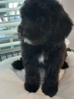 BLUE, a male Goldendoodle and Labradoodle for sale in Knightdale, NC – 2 of 3