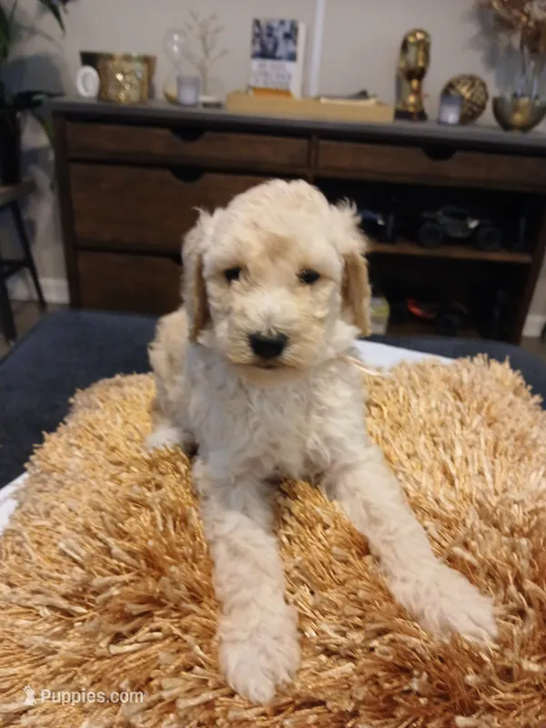 Pink – Goldendoodle, Poodle - Standard  puppy for sale in Knightdale, NC