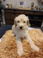 Pink, a female Goldendoodle and Poodle - Standard  for sale in Knightdale, NC – 1 of 6