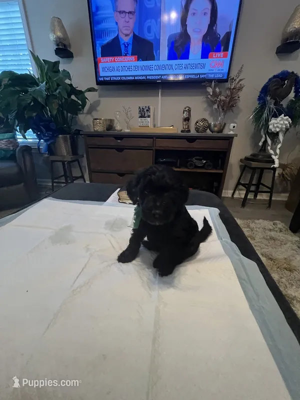Thursday  – Goldendoodle, Labradoodle puppy for sale in Knightdale, NC