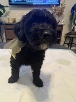 Wednesday , a female Goldendoodle and Labradoodle for sale in Knightdale, NC – 2 of 8
