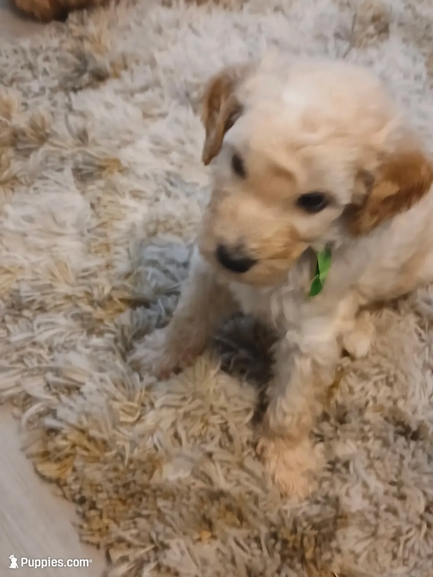 Green, a male Goldendoodle and Poodle - Standard  for sale in Knightdale, NC – 2 of 7