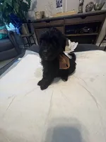 Tuesday, a male Goldendoodle and Labradoodle for sale in Knightdale, NC – 9 of 10
