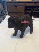 Sunday, a female Goldendoodle and Labradoodle for sale in Knightdale, NC – 3 of 6