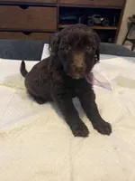 Saturday , a female Goldendoodle and Labradoodle for sale in Knightdale, NC – 4 of 7
