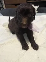 Saturday , a female Goldendoodle and Labradoodle for sale in Knightdale, NC – 2 of 7