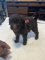 Sunday, a female Goldendoodle and Labradoodle for sale in Knightdale, NC – 2 of 6