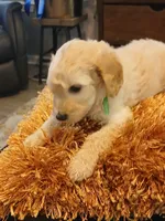 Green, a male Goldendoodle and Poodle - Standard  for sale in Knightdale, NC – 5 of 7