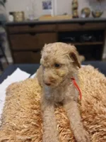 Red, a male Goldendoodle and Poodle - Standard  for sale in Knightdale, NC – 5 of 5
