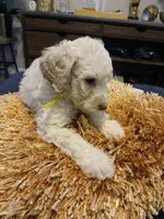 Yellow, a female Goldendoodle and Poodle - Standard  for sale in Knightdale, NC – 2 of 4