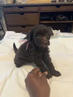 Sunday, a female Goldendoodle and Labradoodle for sale in Knightdale, NC – 1 of 6