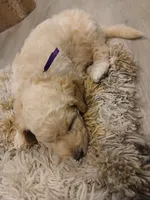 Purple, a male Goldendoodle and Poodle - Standard  for sale in Knightdale, NC – 2 of 5