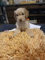 Orange, a male Goldendoodle and Poodle - Standard  for sale in Knightdale, NC – 2 of 6