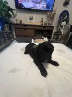 Wednesday , a female Goldendoodle and Labradoodle for sale in Knightdale, NC – 3 of 8