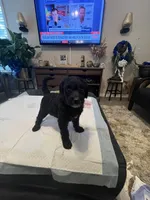 Monday, a female Goldendoodle and Labradoodle for sale in Knightdale, NC – 3 of 9