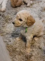 Green, a male Goldendoodle and Poodle - Standard  for sale in Knightdale, NC – 6 of 7