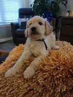 Purple, a male Goldendoodle and Poodle - Standard  for sale in Knightdale, NC – 3 of 5