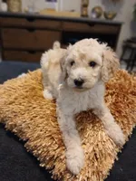 Pink, a female Goldendoodle and Poodle - Standard  for sale in Knightdale, NC – 6 of 6