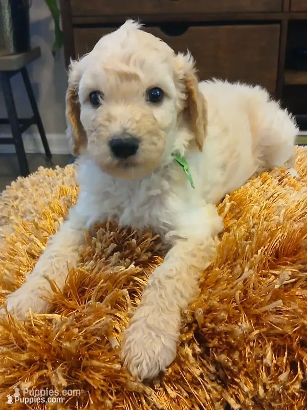 Green – Goldendoodle, Poodle - Standard  puppy for sale in Knightdale, NC