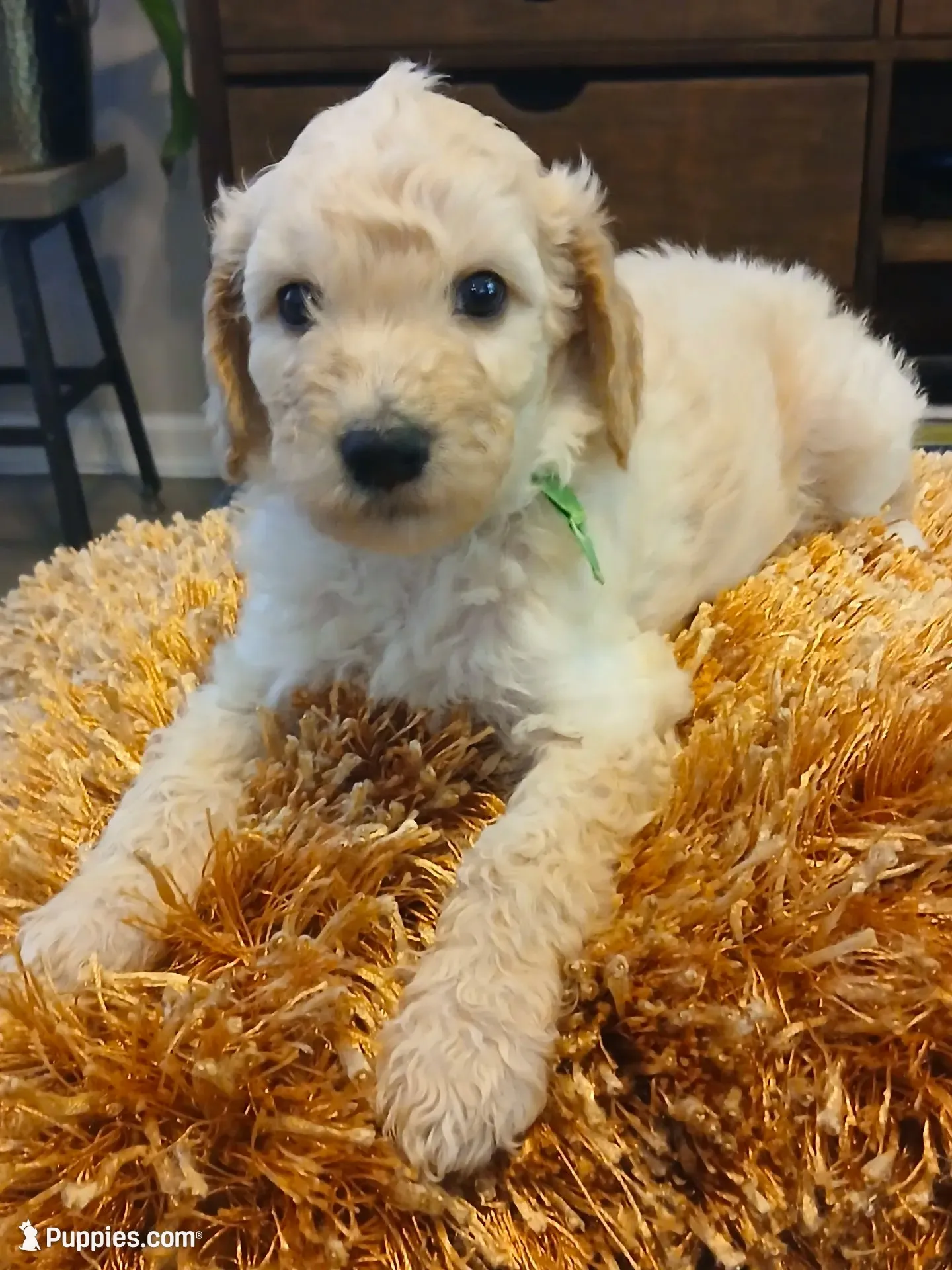 Green, a male Goldendoodle and Poodle - Standard  for sale in Knightdale, NC – 1 of 7