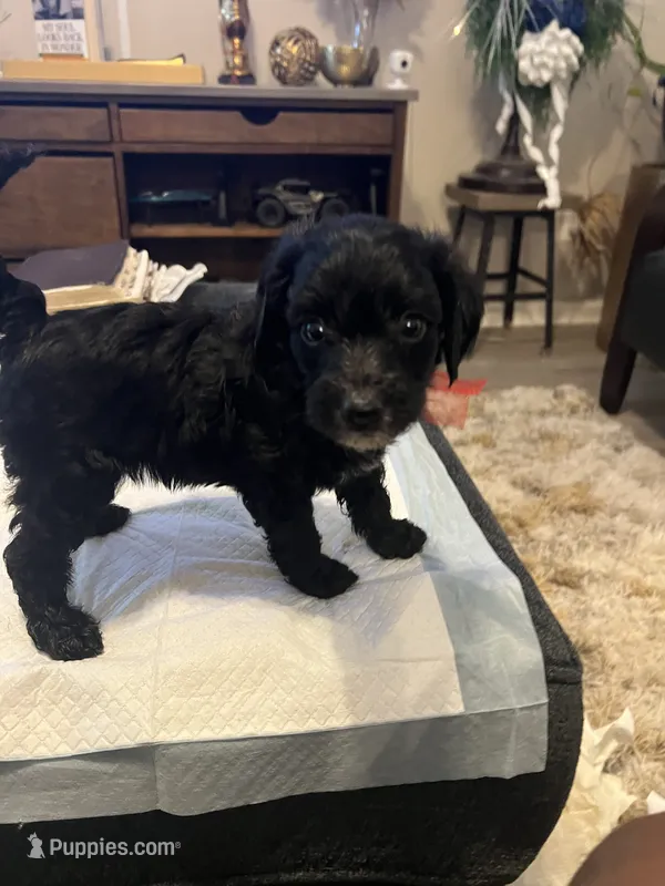 Monday – Goldendoodle, Labradoodle puppy for sale in Knightdale, NC