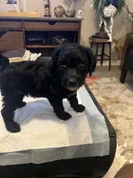 Monday, a female Goldendoodle and Labradoodle for sale in Knightdale, NC – 1 of 9