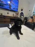 Wednesday , a female Goldendoodle and Labradoodle for sale in Knightdale, NC – 8 of 8