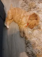 Red, a male Goldendoodle and Poodle - Standard  for sale in Knightdale, NC – 3 of 5
