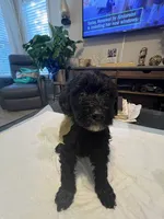 Wednesday , a female Goldendoodle and Labradoodle for sale in Knightdale, NC – 4 of 8
