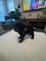 Tuesday, a male Goldendoodle and Labradoodle for sale in Knightdale, NC – 3 of 10