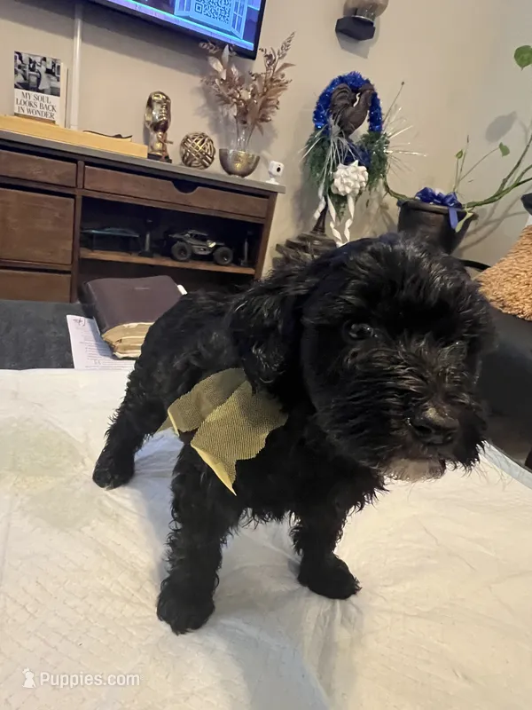 Wednesday  – Goldendoodle, Labradoodle puppy for sale in Knightdale, NC